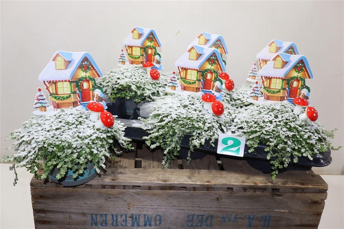 <h4>Solei Sol Groen + X-mas Deco</h4>