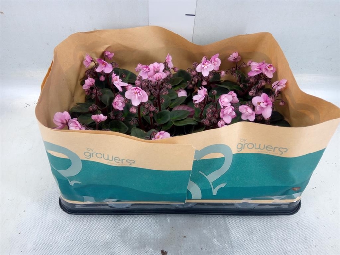 <h4>Saintpaulia   ...</h4>