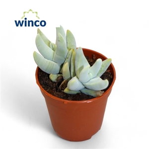 Crassula Cornuta