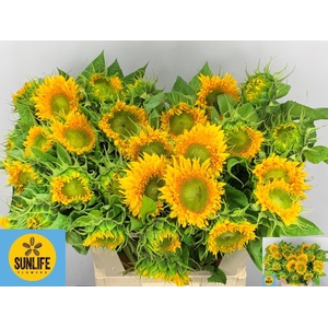 Helianthus annuus Solano Double