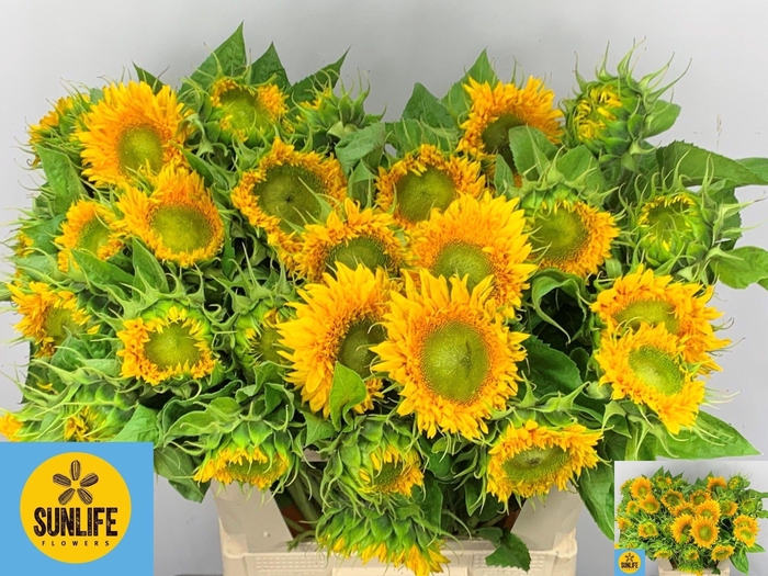 <h4>Helianthus annuus Solano Double</h4>