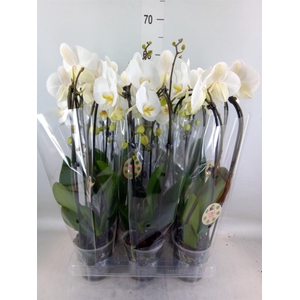 Phalaenopsis  'Elegant Cascade'