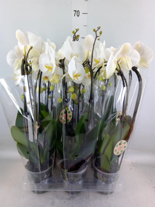 <h4>Phalaenopsis  'Elegant Cascade'</h4>