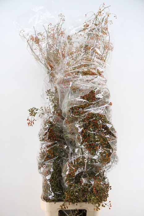 <h4>ROSA CORALLO ORANGE EXTRA 180CM</h4>