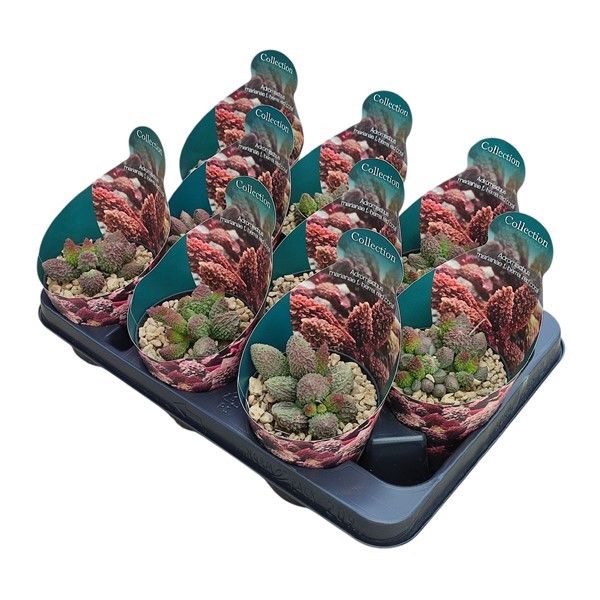 <h4>Adromischus Marianae Herrei Red Coral Potcover</h4>