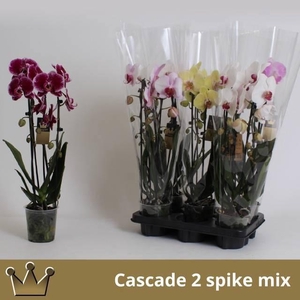 PHAL EL CASCADE