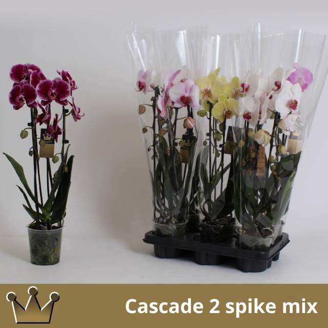 <h4>PHAL EL CASCADE</h4>