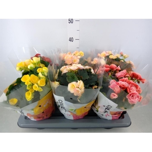 Begonia elat. DU   ...mix