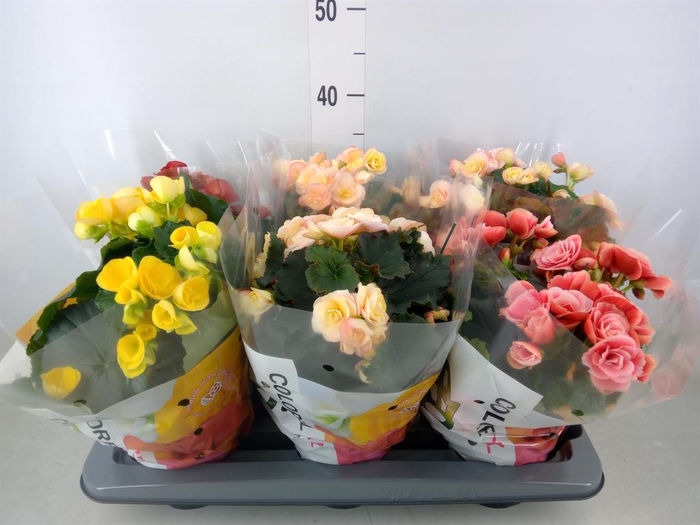 <h4>Begonia elat. DU   ...mix</h4>