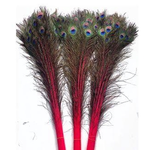 Feather Peacock L90/100 10pc/Bnd