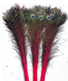 Feather Peacock L90/100 10pc/Bnd