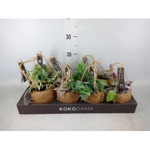 Planten Groen   ...mix  4