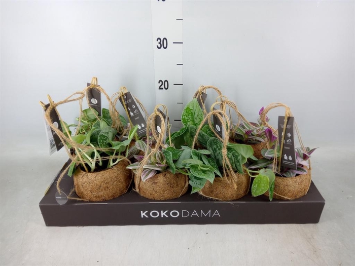 <h4>Planten Groen   ...mix  4</h4>