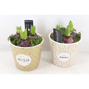 arr4 Hyacint RN - Ker. Galaxy gold