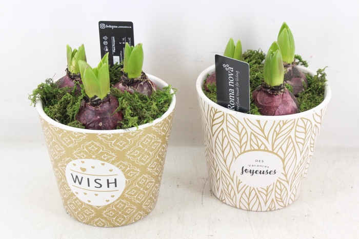 <h4>arr4 Hyacint RN - Ker. Galaxy gold</h4>