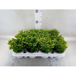Selaginella martensii 'Jori'