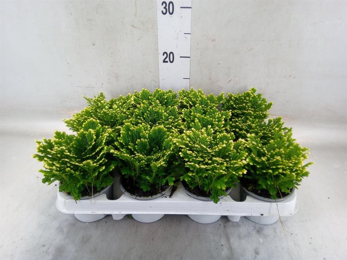 <h4>Selaginella martensii 'Jori'</h4>