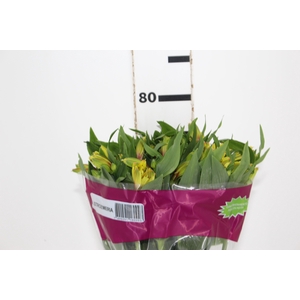 ALSTROEMERIA LEMON 080 CM
