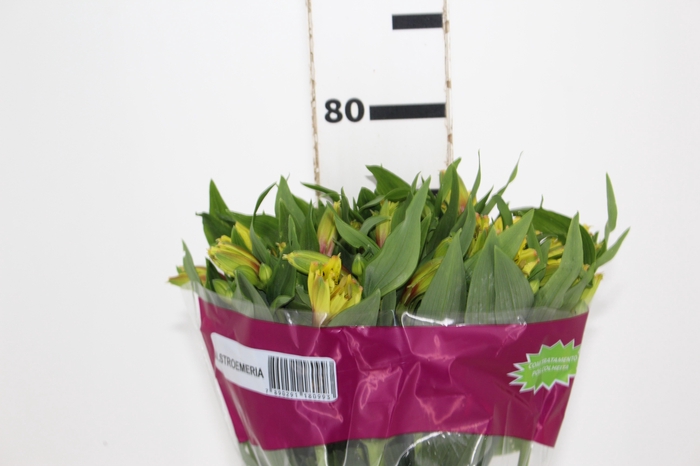 ALSTROEMERIA LEMON 080 CM