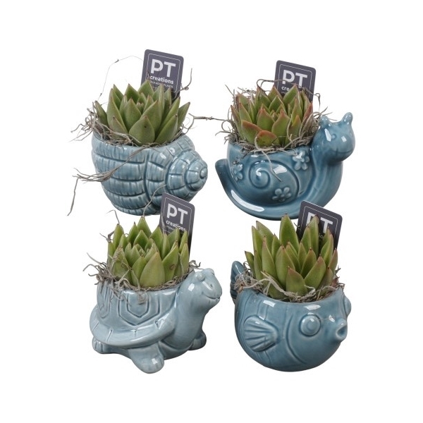 <h4>PTSD8028 Arrangement Summer Deal in keramiek pot</h4>