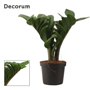 Zamioculcas Zenzi V-Leaf 9 cm Decorum, 2 veren
