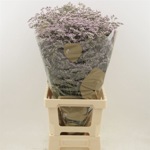 Limonium Safora Oshi Pink