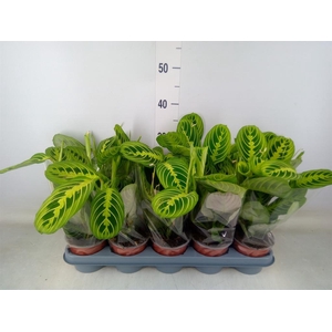 Maranta leuc. 'Lemon'