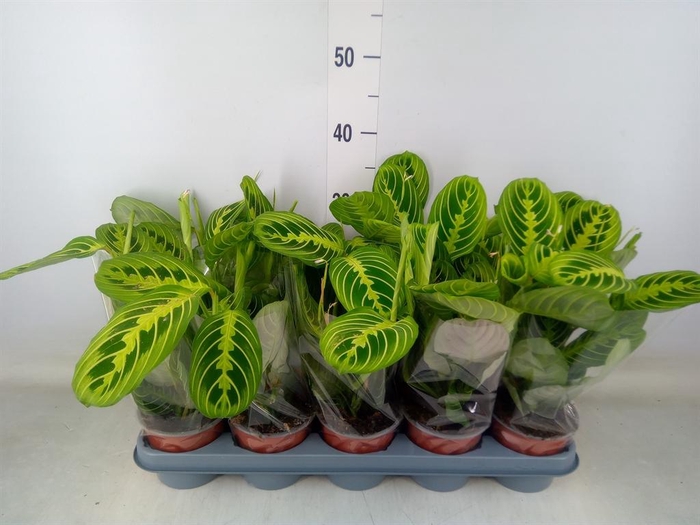 <h4>Maranta leuc. 'Lemon'</h4>