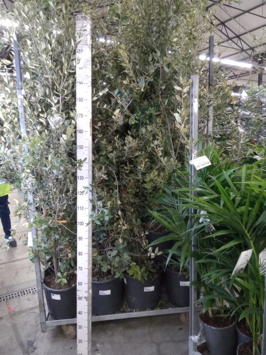 <h4>Quercus ilex</h4>