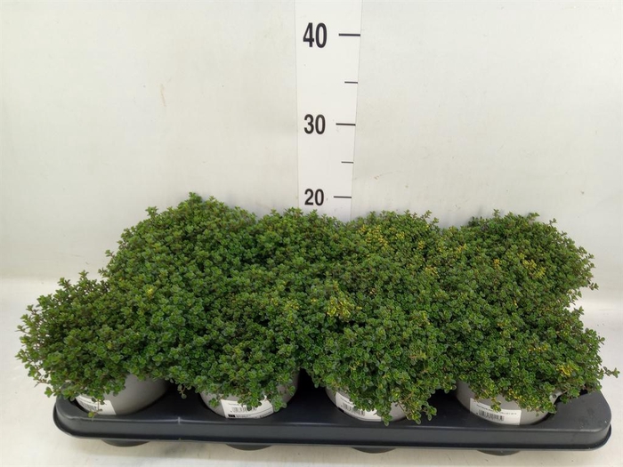 <h4>Thymus citriodorus</h4>