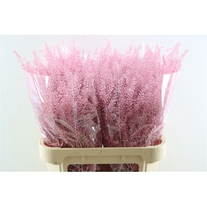 Lepidium Light Pink