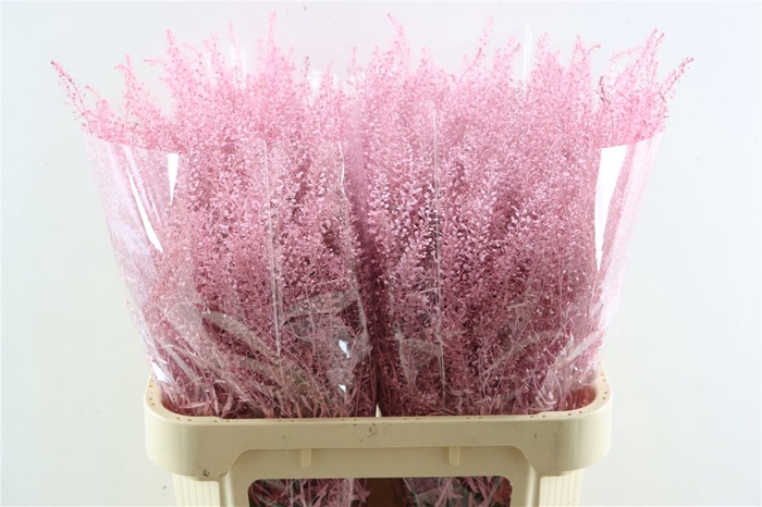<h4>Lepidium Light Pink</h4>