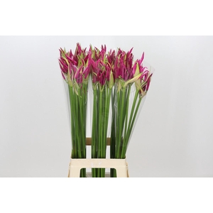Nerine Alexandra