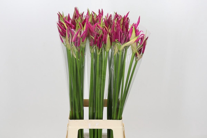 <h4>Nerine Alexandra</h4>