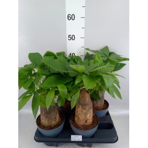 Pachira aquatica