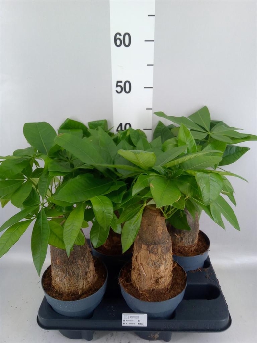 <h4>Pachira aquatica</h4>