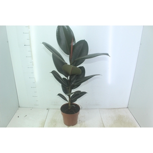 FICUS ELASTICA BURGUNDY P17