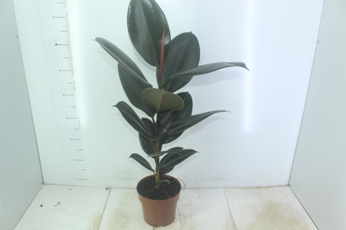 <h4>FICUS ELASTICA BURGUNDY P17</h4>
