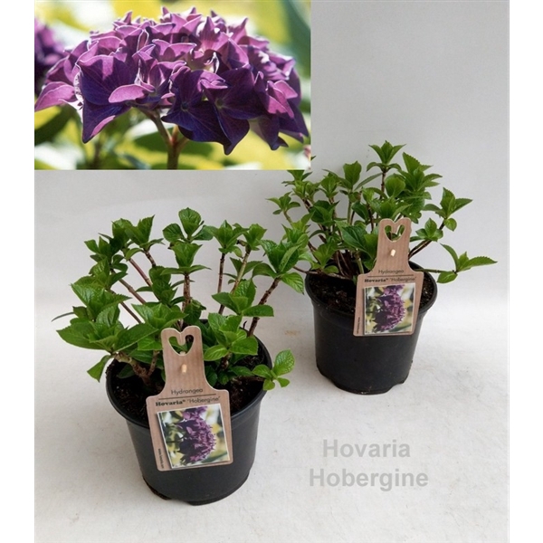 <h4>Hydrangea Hovaria Hobergine Garden 19cm</h4>