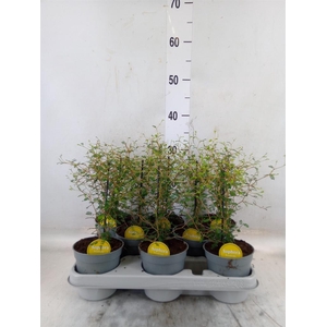 Sophora prostrata 'Little Baby'