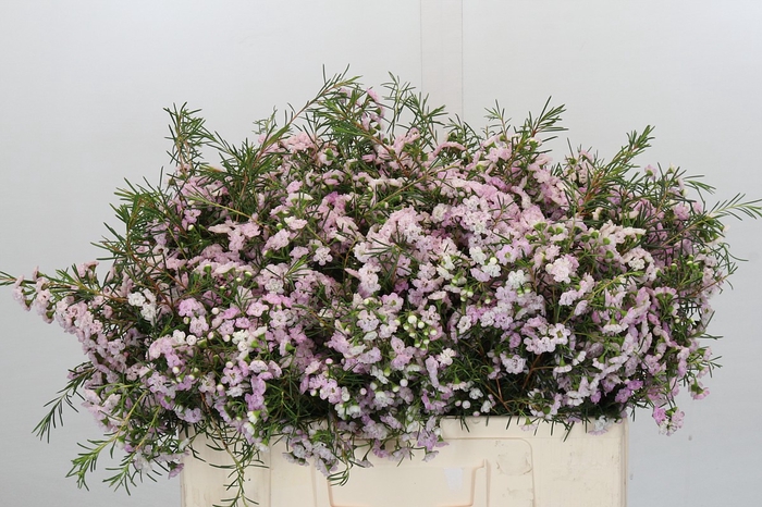 <h4>Chamelaucium Dancing Queen</h4>