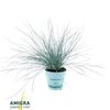 Festuca Glauca Compacta Blue®