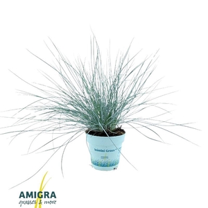 Festuca Glauca Compacta Blue®