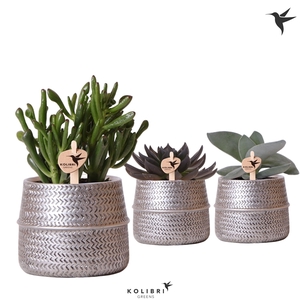 Kolibri Greens Succulenten mix in Groove pot silver