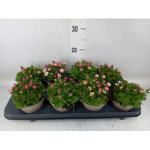 Saxifraga arend. 'Alpino Rose'