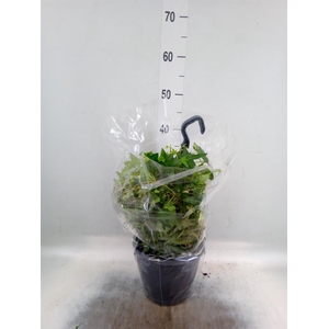 Hedera ...mix