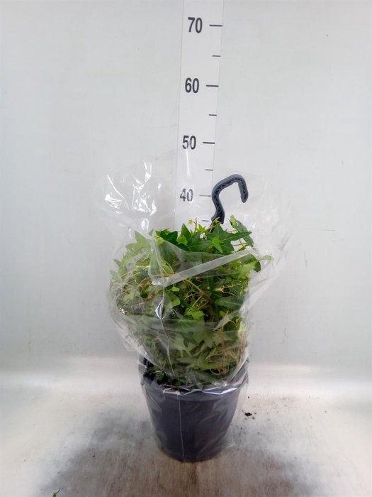 <h4>Hedera   ...mix</h4>