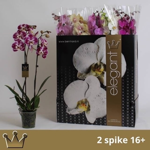 PHAL GEM 8 KL