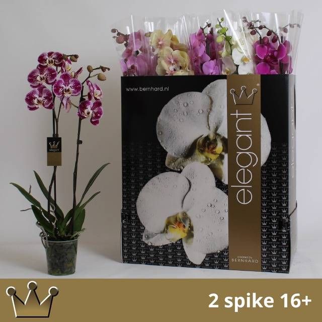<h4>PHAL GEM 8 KL</h4>