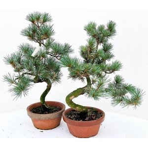 Bonsai